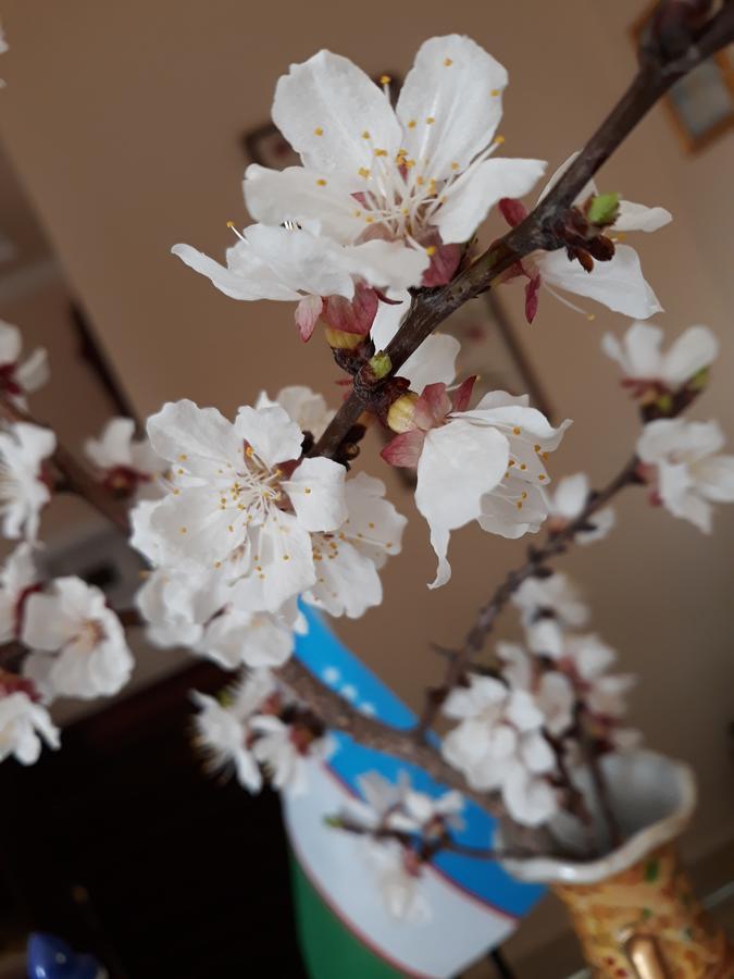 Hotel Shams 부하라 외부 사진